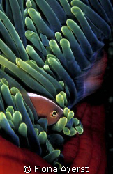 Clown fish in Indonesia by Fiona Ayerst 